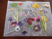 Preserving pressed flowers with clear spray paint