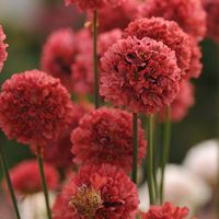 Ballerina Red Armeria | High Country Gardens