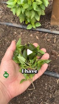 DIY Home Garden on Instagram: "Here's how to harvest herbs and get MORE from your plants. Basically, it all boils down to understanding how that particular herb develops new growth.

In the case of basil, it tends to have a main stem that produces side shoots that help the plant bush out. By harvesting just above those side shoots, you'll encourage more bushy growth. Harvest BELOW and you have a weird dying stick floating at the top of your basil.

For plants like chives or green onions, the lawnmower technique works well. Just cut a few inches off of the top, making sure not to cut into the central growth point too far down on the plant.

For herbs like thyme and oregano, they tend to 'creep' along the surface of the soil and they're quite prolific, so it's hard to go wrong. But we like t