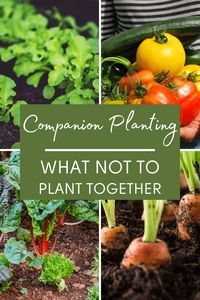 Companion planting is the art of growing different plants close together which have a mutually beneficial effect on each other. Learn about which plants should not or cannot be planted together. #gardening #companionplanting #vegetablegarden #gardeningtips