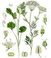 Anise (Pimpinella Anisum): Importance and Health Benefits - Agric4Profits