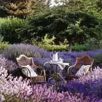 An aesthetic photograph of a tea set in the middle of a lavender field.