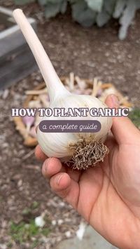 The Young Nonno on Instagram: "Ready to plant garlic? 🧄

Almost...but not before you watch this and comment “GARLIC” below to get everything you need to know about mastering hardneck garlic in cold climates. 

Follow these tips and you’ll see an incredible harvest in your future. 🔮 

Buon giardinaggio!
. 
. 
.
.
.
.
#garden #gardening #gardeningtips #backyard #gardenlife #grow #greenthumb #veggies #plants #gardener #plant #diy #howto #organic #reels #urbangarden #tips #fall #garlic #nonna #moon #fullmoon #italian #october #november #keepgrowing #MiracleGroCanada"