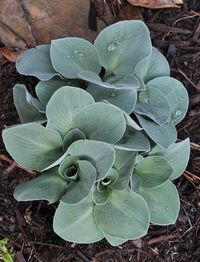 Cute, cute, cute! This distinctive small hosta is the toast of hosta collectors everywhere. Hosta 'Blue Mouse Ears' is a dwarf, thick-leaved mutation of Hosta 'Blue Cadet' that makes a tight 1' wide mound of small, round, blue-green leaves in a perfectly symmetrical clump. In early summer, short spikes of lavender flowers emerge above the foliage...a hummingbird favorite. This is a unique and fun hosta to add to any woodland garden.