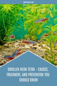 Neon tetras are amazing aquarium fish. They're easy to care for, and a lot or people love them. There are a lot of reasons why a neon tetra might become swollen, and it can stem from different issues. Learn through this article to find out what makes your neon tetras swollen. #neontetras #freshwaterfish