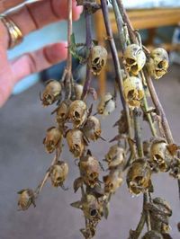 Dried Snapdragons look like little skulls.