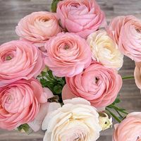 Italian Ranunculus have improved qualities through genetically enhanced growing techniques: 	uniform shape 	fuller blooms 	tall stems (20"-24") 	high flowering productionThis listing is for 10 Pastello Italian ranunculus tubers.Photo by: Fresh Bread & Flowers