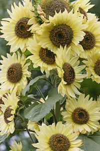 Sunflower  ‘Lemon Queen’