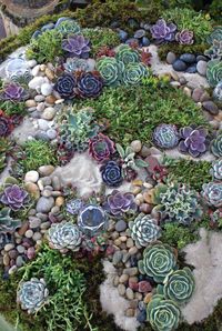 Succulent rock garden                                                       …