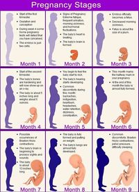 pregnancy stages in 9 months