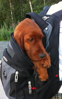 First, this is not a small (breed) dog. This is an Irish Setter pup