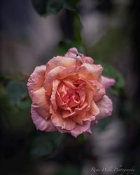 Title: Loves Me Not Orientation: Vertical Size: 4 x 4 / 5 x 7 / 8 x 10 / 11 x 14 / Additional Sizes Available by Custom Order Medium: Premium Quality Professional Archival Paper (giclée print) 'Loves Me Not' is a photographic print of a single rose after a morning rainfall in London, England. The raindrops resting gently on each petal with the saturated gardens in the background creates a moody and whimsical setting for the weeping floral - which remains in bloom even after the downpour. An insp