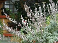 Salvia apiana “White Sage”