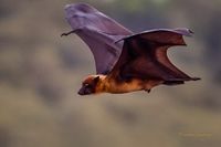 Flying fox in flight | Sachin Sawhney | Flickr