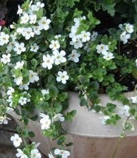 I love "Bacopa". This is Bacopa snowtopia. There is also a stunning purple one... they get longer and longer and are annuals but just gorgeous