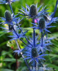 eryngium (sea holly) 'big blue'- full sun, mod to reg h2o, bees, dry, well-drained soil.