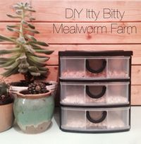 Since I have to buy mealworm every week at the pet store for the quails, I decided to try raising my own... on a itty bitty scale. I bought a mini 3 compartment drawer organizer at the dollar store for 3$, filled the drawers with some oatmeal i had on hand, put a mini wet sponge on a plastic cover for hydration and added 4$ of mealworms (around 200 mealworms). So there is it! My itty bitty mealworm farm for 8$ (mealworm included)