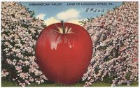 https://flic.kr/p/e6REeW | Shenandoah Valley, land of luscious apples, VA. | File name: 06_10_020733
Title: Shenandoah Valley, land of luscious apples, VA.
Created/Published: Pub. by Valley News Agency, Staunton, VA. Tichnor Quality Views, Reg. U. S. Pat. Off. Made Only by Tichnor Bros., Inc., Boston, Mass.
Date issued: 1930 - 1945 (approximate)
Physical description: 1 print (postcard) : linen texture, color ; 3 1/2 x 5 1/2 in.
Genre: Postcards 
Notes: Title from item.
Collection: The Tichnor Brothers Collection
Location: Boston Public Library, Print Department
Rights: No known restrictions