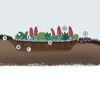 rain garden anatomy