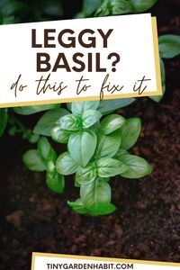 Don't discard those leggy seedlings! Discover the secrets to reviving leggy basil and how to propagate new plants from cuttings. Get the full guide in this informative article.