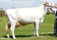 Milking Shorthorn