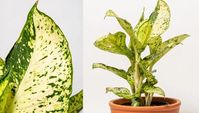 How to Care for a Dieffenbachia | Gardener's Supply