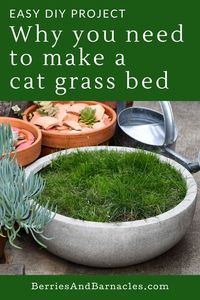 Growing a large pot of cat grass is the best way to provide this nutrient and fiber rich treat for your indoor cat. Here's what you need to know to make your own.