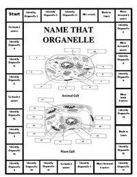 BODY SYSTEMS GAMES by Merry in the Middle | TPT