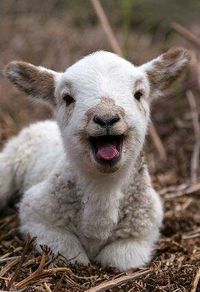 I don't think this little goat could be any happier!