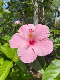 pink flowers summer time ☀️🌺🪩💐