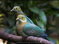 Pink-Spotted Fruit Dove