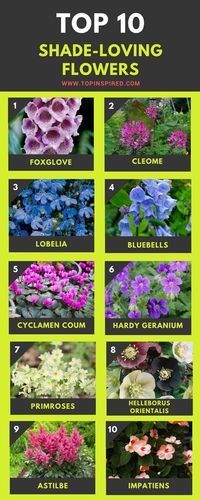 Top 10 Beautiful Shade-Loving Flowers | Shade loving flowers, Shade flowers, Best flowers for shade