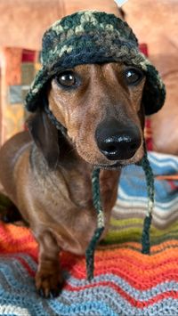 Home | Snazzy Sausage Dog Jumpers