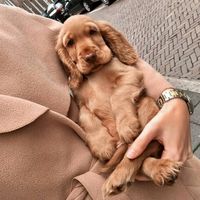 14 Magnificent Facts About English Cocker Spaniels