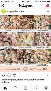 Blush and neutral roses