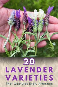 Unlock the secrets of growing lavender with our detailed guide featuring 20 stunning lavender types. See beautiful pictures and get expert tips on how to cultivate these fragrant plants in your garden. Save this pin for all your lavender gardening needs and enjoy a flourishing lavender paradise!