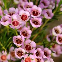 Waxflower 1