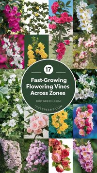 ransform your garden with these 12 stunning vines that provide quick coverage. Whether you're looking to hide an unsightly fence or create a beautiful living wall, these fast-growing plants have you covered.