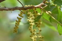 Jugluns major. Arizona Walnut blooms from April to May across its large geographic range in the southwestern United States. The male flowers shown here are long drooping catkins. Juglans major