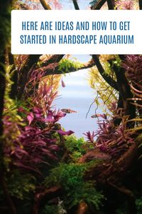 Aquascape iis the perfect way to turn your aquarium into an impressive hardscape. This article will give you ideas to get started in aquascaping. #aquascaping #aquariumdecor #aquariumlandscape