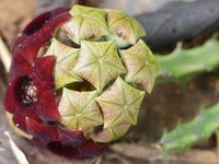 Caralluma indica (Indian Caralluma)  #caralluma #succulentopedia #succulents #CactiAndSucculents #succulent #SucculentPlant #SucculentPlants #SucculentCollection #SucculentGarden #DesertPlants #BloomingSucculent #SucculentFlower #SucculentFlowers