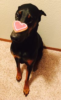 Happy Valentine's Day-Nika-Doberman