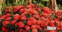 The Dwarf Ixora (Taiwanensis) are fabulous shrubs. The Ixora plant is loved by many because it produces clusters of star-shaped flowers.