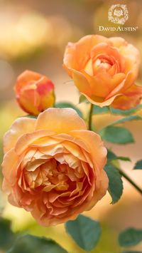 For the colour loving gardener, there are few roses as spectacular as Lady of Shalott (Ausnyson). With its big and beautiful chalice-shaped blooms, this vibrant English rose will inject a healthy dose of colour and charm into any garden.