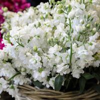 Stock Seeds - Matthiola Incana White Flower Seed