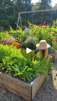 EMRAN HOSSAIN MIZAN on Instagram: "Credit@deannacat3

🥕 Carrot Growing Tips! 👇🏼 Once you know these “secrets”, you’ll see carrots are easy to grow... and one of THE most fun and rewarding crops to harvest! 
.
🌞 Carrots are cool-season crops, perfect for the spring or fall garden. In places with temperate winters or summers, you can grow them year-round!
.
Direct sow carrot seeds outside (rather than starting indoors and transplanting, or buying seedlings.)
.
🌱 Plant carrot seeds either “surface sown” (scattered or pressed into the soil surface) or lightly covered with a sprinkle of potting soil, no more than ¼” deep. They need consistent moisture to sprout, so you may need to give them light water everyday or every other day during germination. 
.
Carrots love loose fluffy soil. Hard 