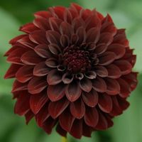 black satin dahlias - Google Search