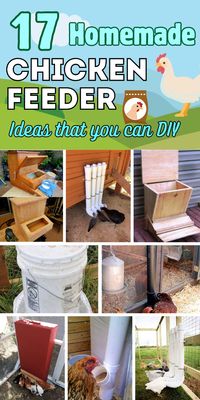 Discover how to make unique chicken feeders that are budget-friendly and efficient!