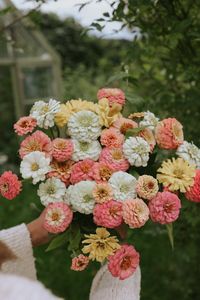 Zinnia seeds - Peaches and cream - buy seeds online | FLOREA