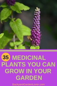 35+ Easy to Grow Medicinal Plants To Make Your Own Herbal Remedies!